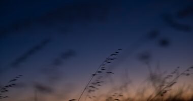 Photo Nature backdrop