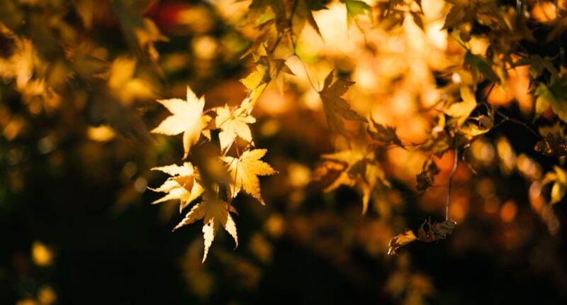 Photo Maple leaf